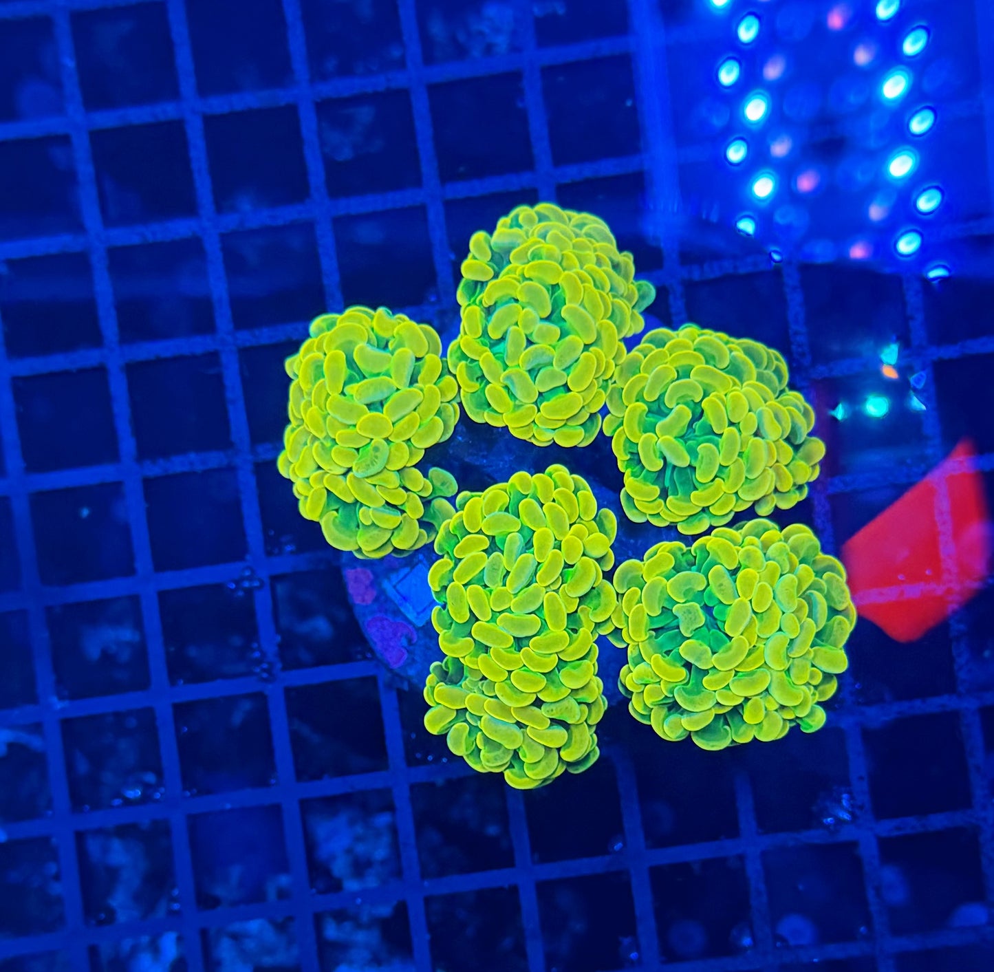 Willy wonka colony 6+ heads