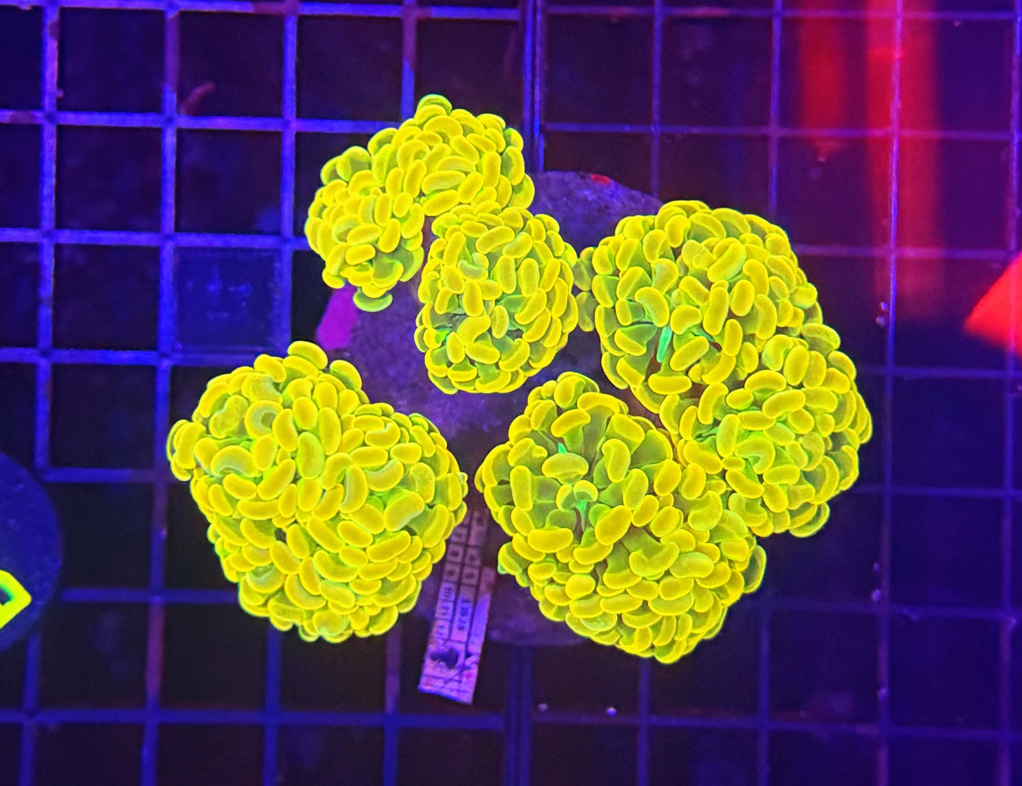 Willy wonka colony 6+ heads