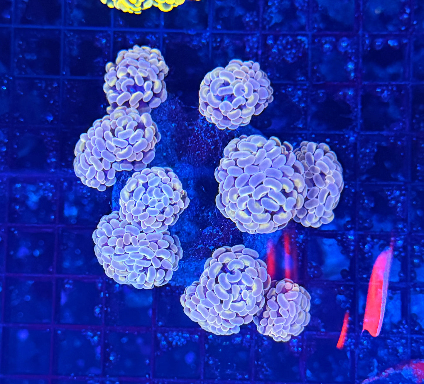 Branching hammer colony