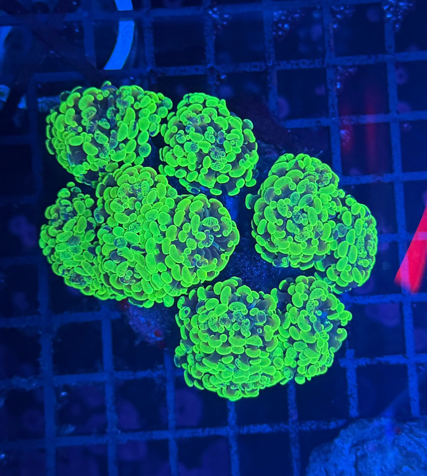 Green splatter graft hammer colony