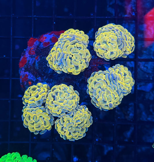 Branching hammer colony