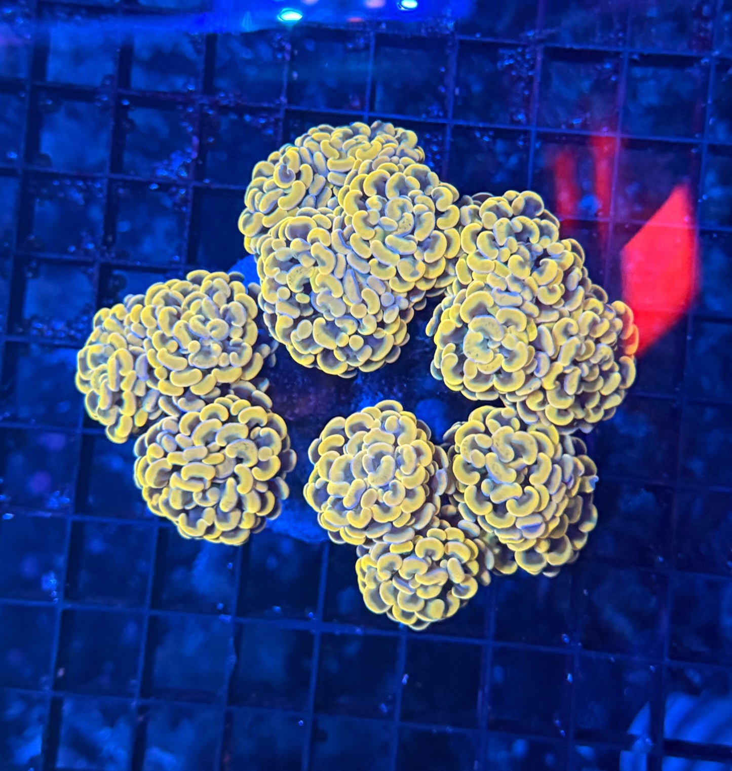 Branching hammer colony