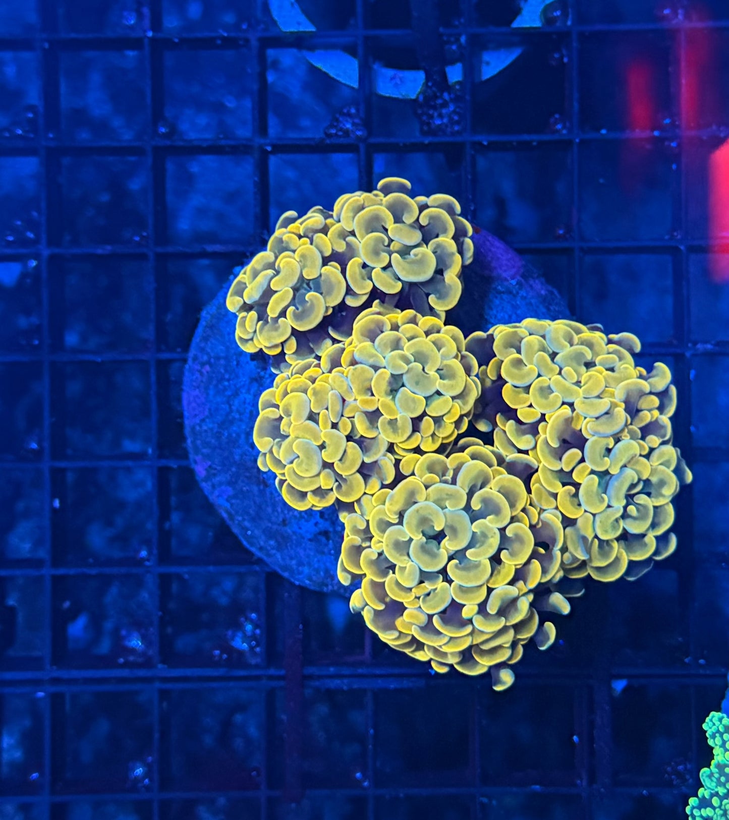 Branching hammer colony