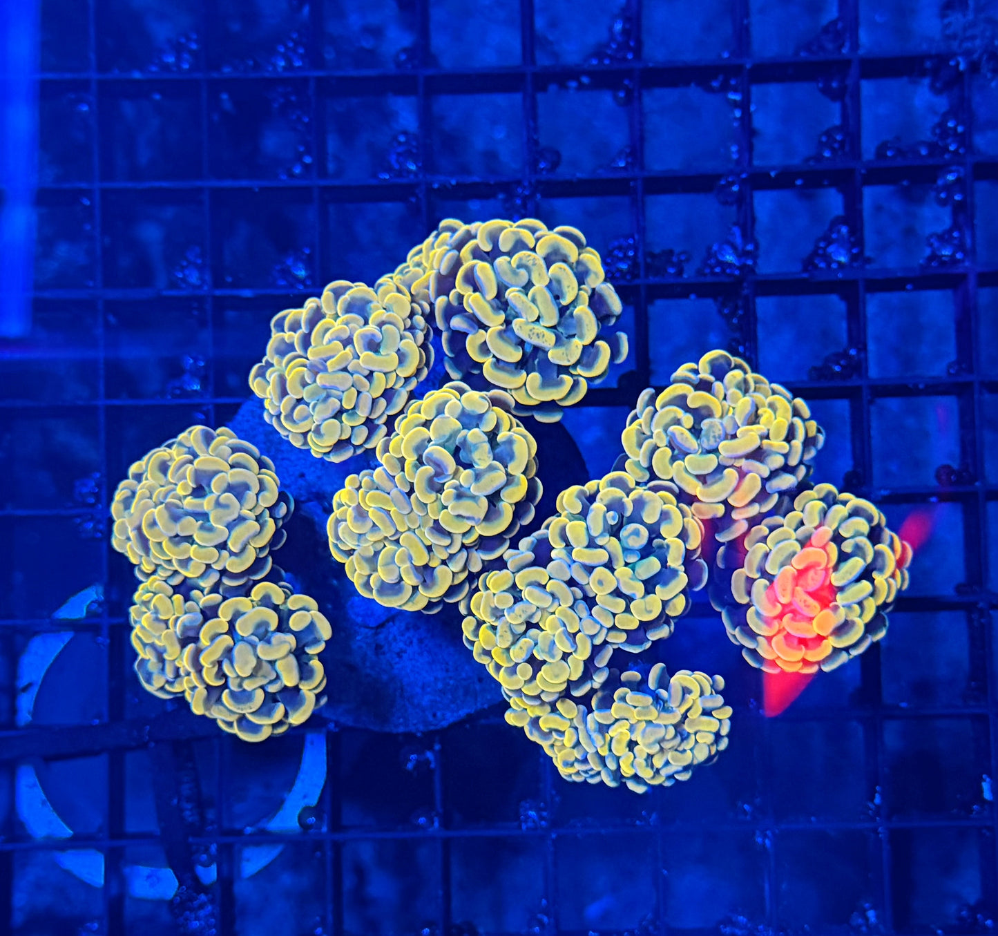 Branching hammer colony