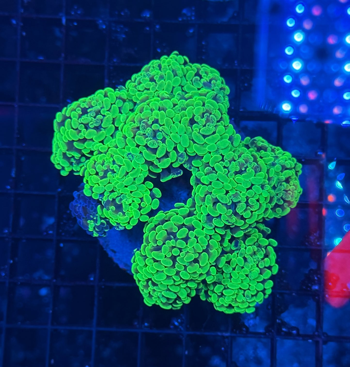 Green splatter graft hammer colony