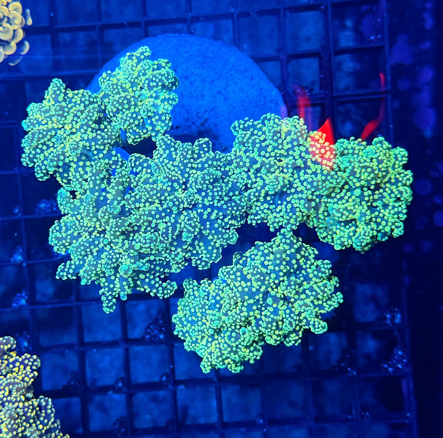 SP frog/octospawn