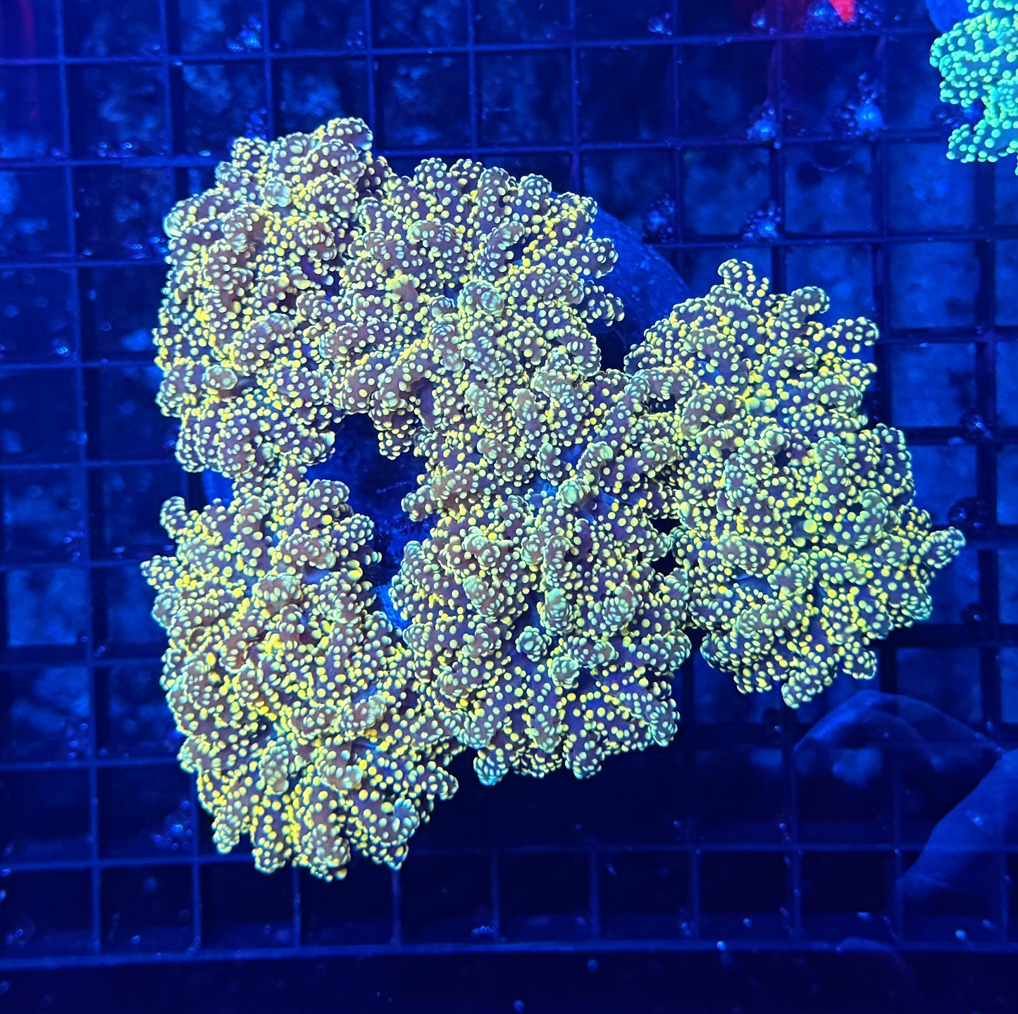 SP frog/octospawn