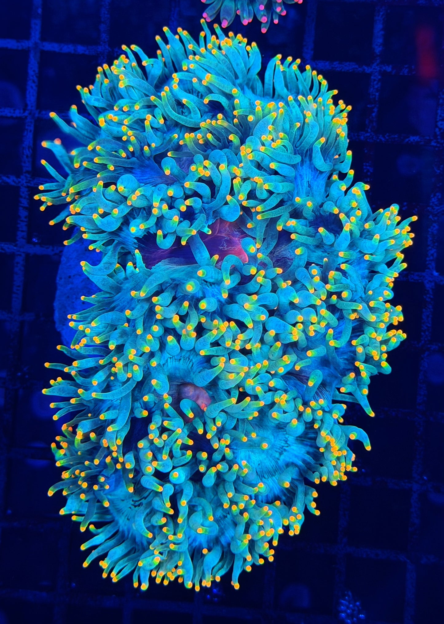 Rare red mouth neon tip elegance
