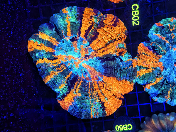 Ultra Acantho