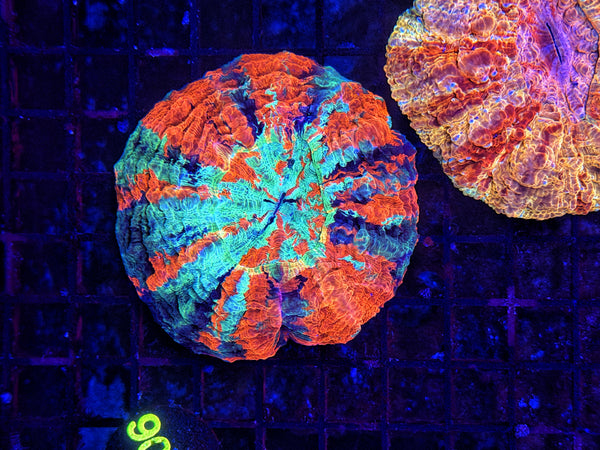Ultra Acantho