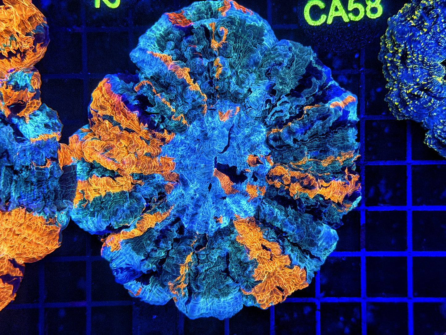 Ultra Acantho