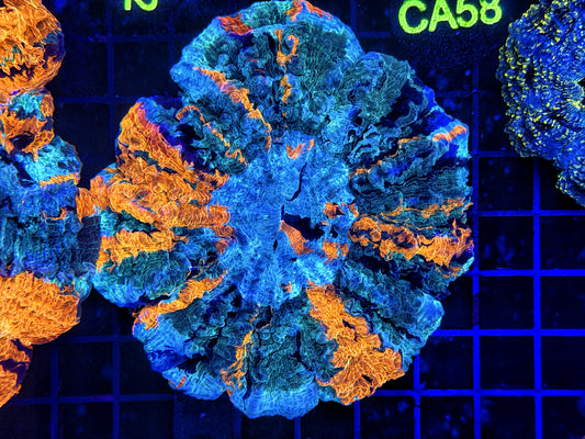 Ultra Acantho