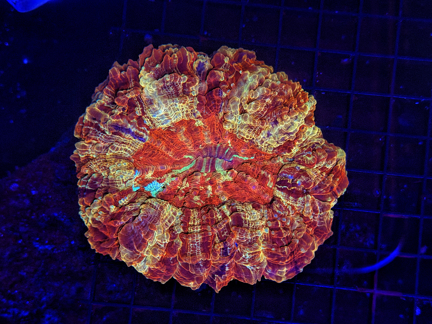 Ultra Acantho