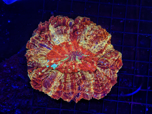 Ultra Acantho