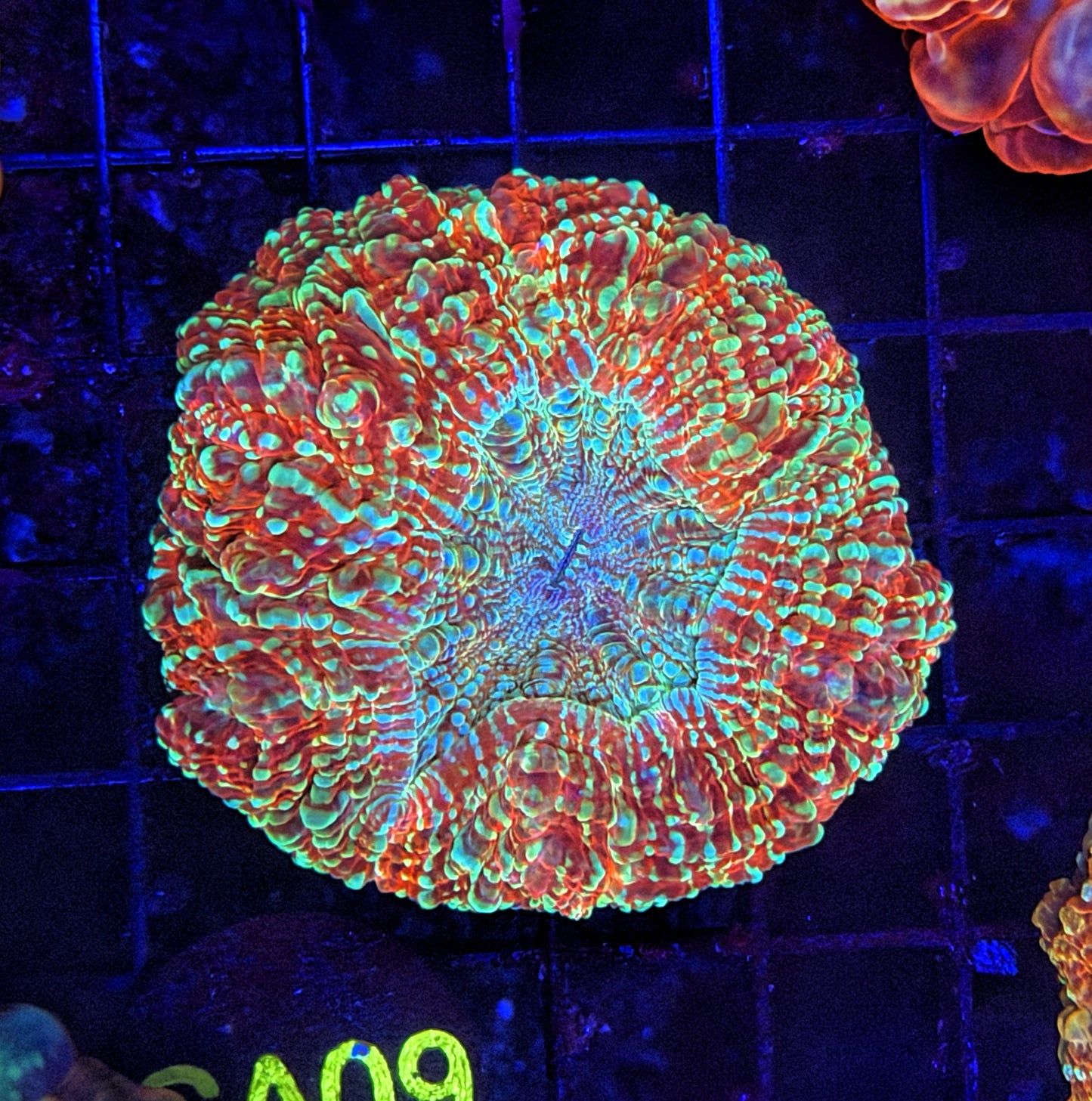 Ultra Acantho