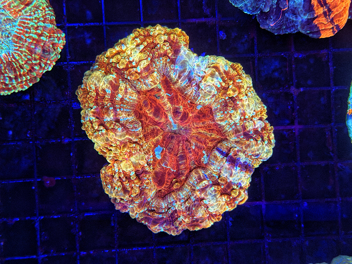 Ultra Acantho