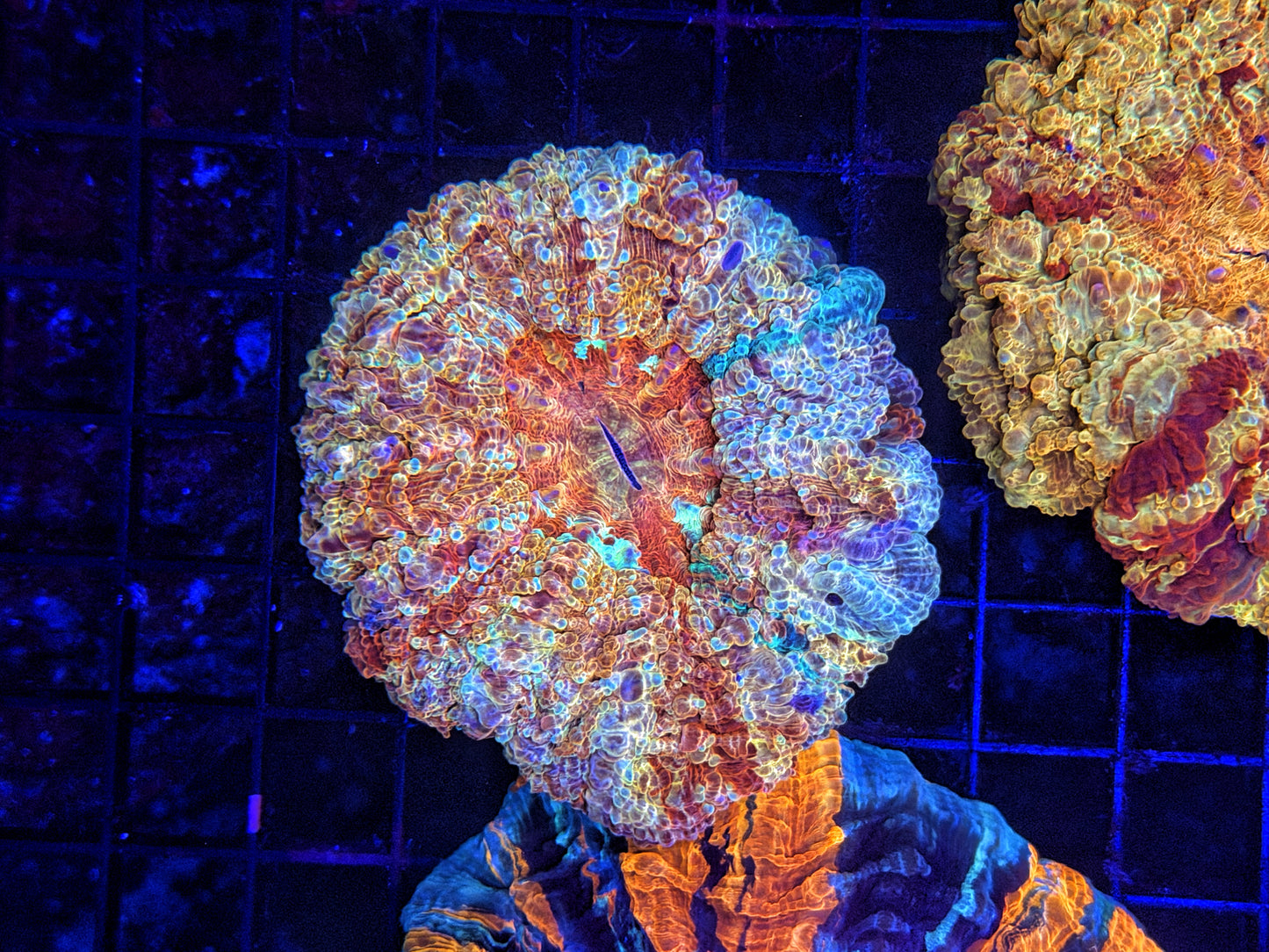 Ultra Acantho
