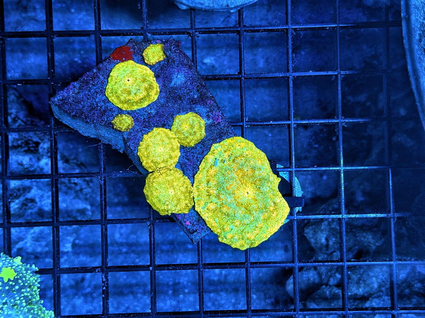 Ultra mushroom rock