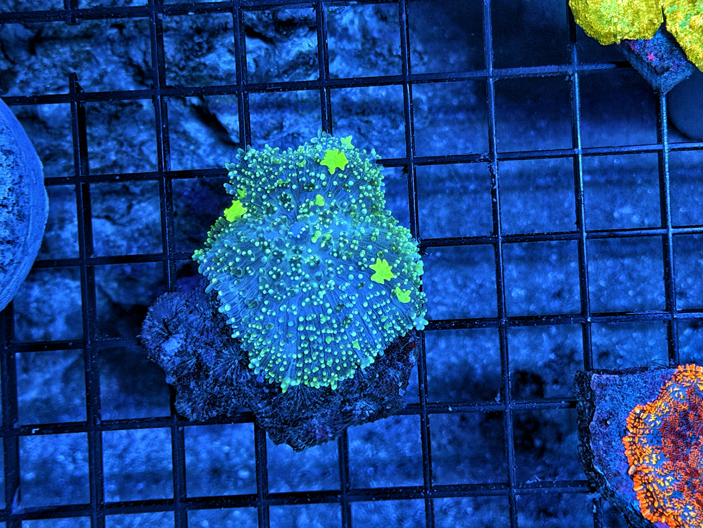 bounce shroom
