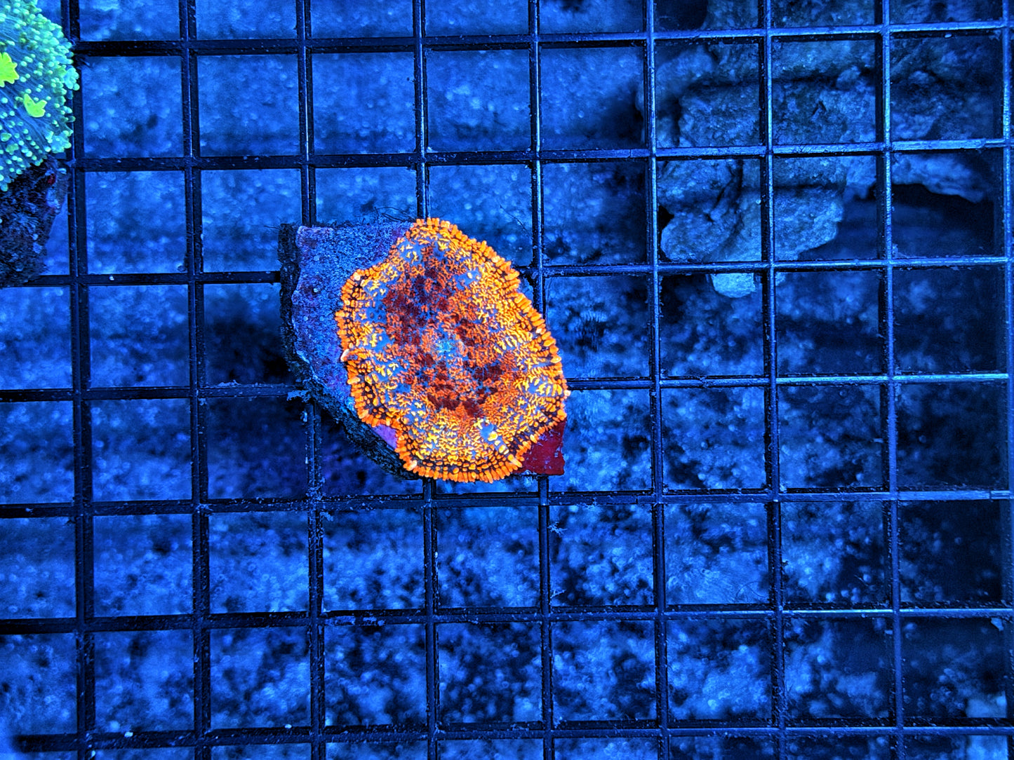 mushroom