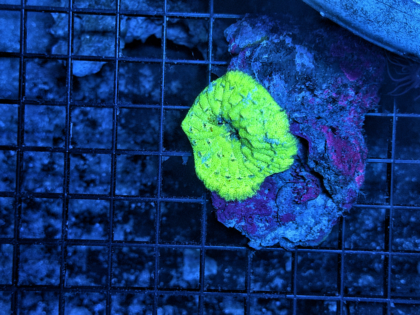 carpet mini nem
