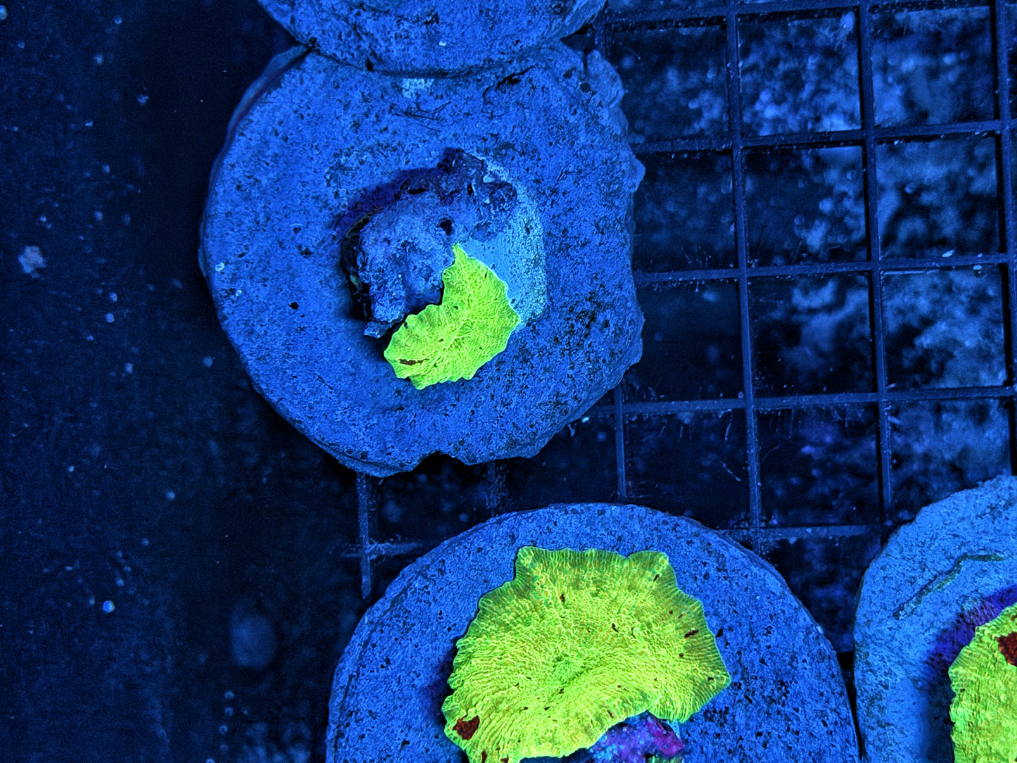 eclectus mushroom
