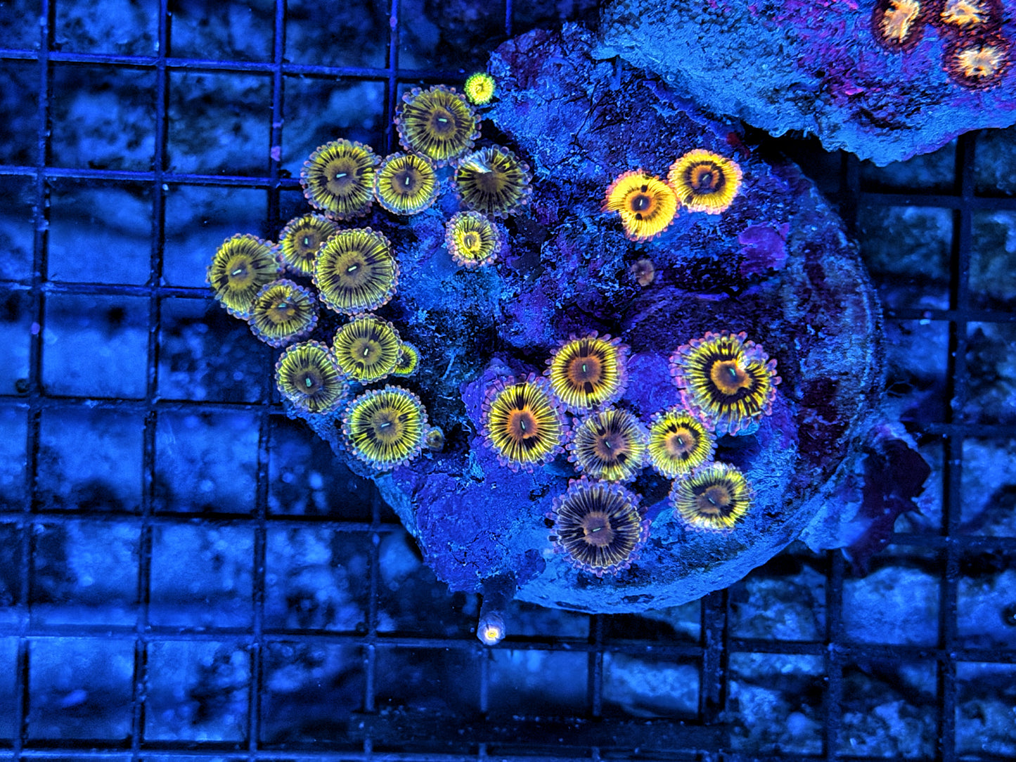 Rainbow Zoa