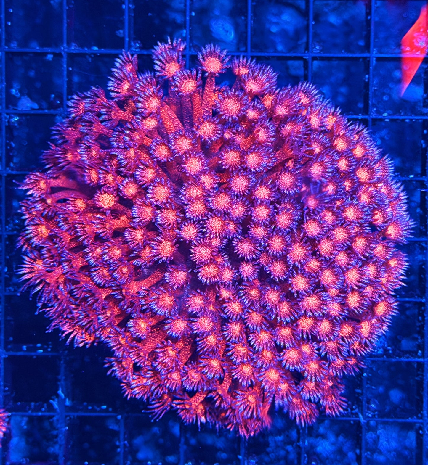 OG Red glitter Goni colony (can cut 25 frags size)