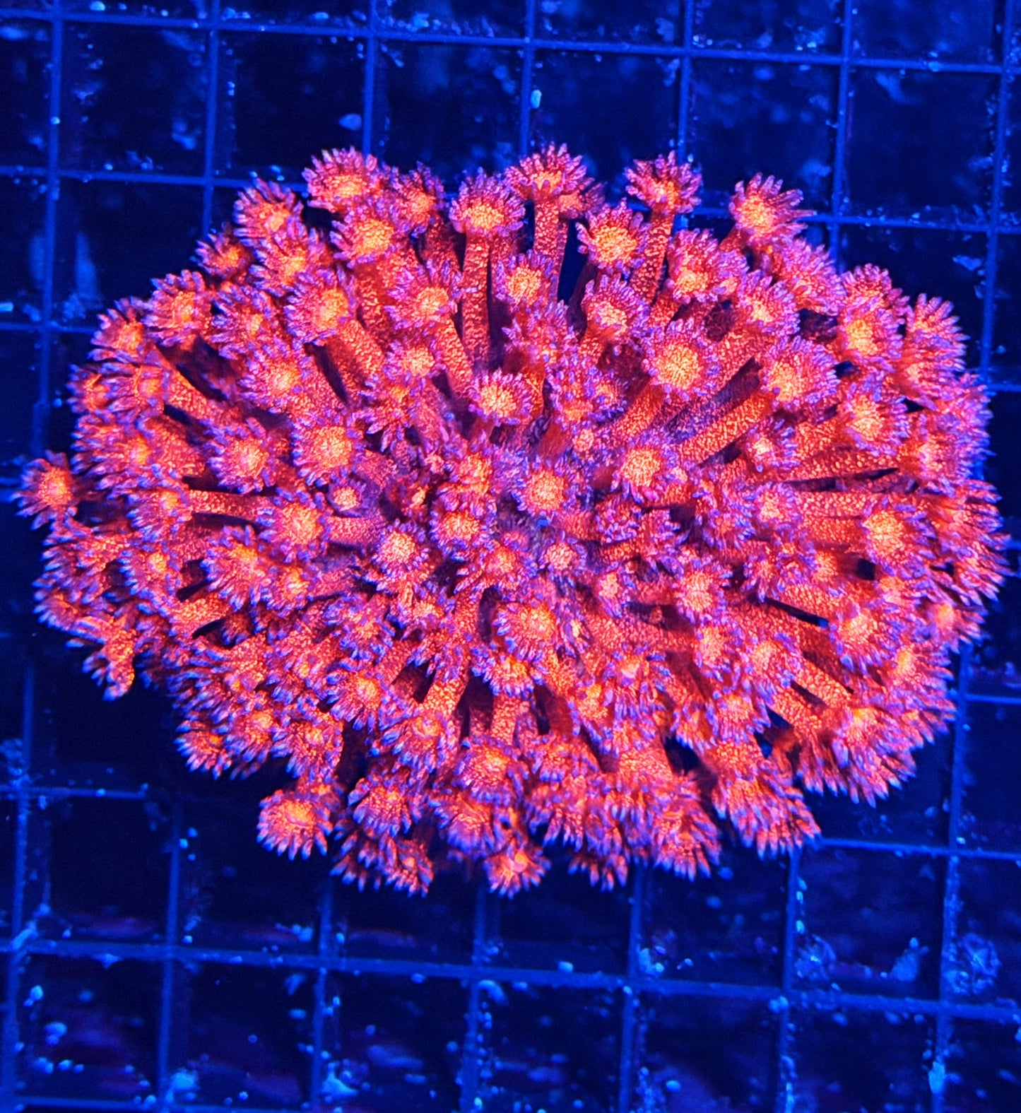 OG red glitter colony (can cut around 15 frags size)