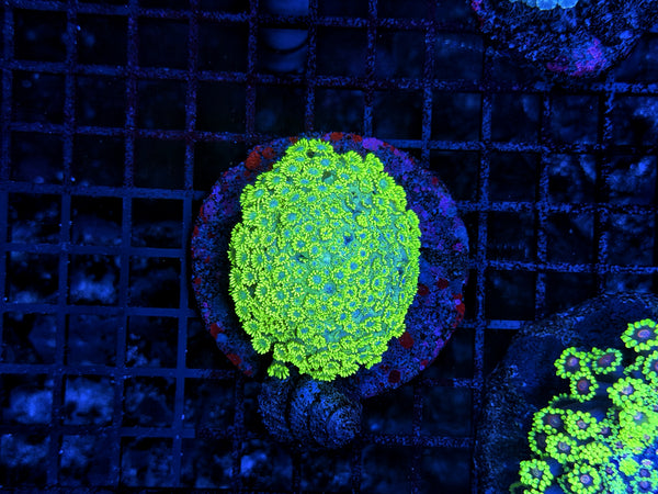 Sp Goniopora