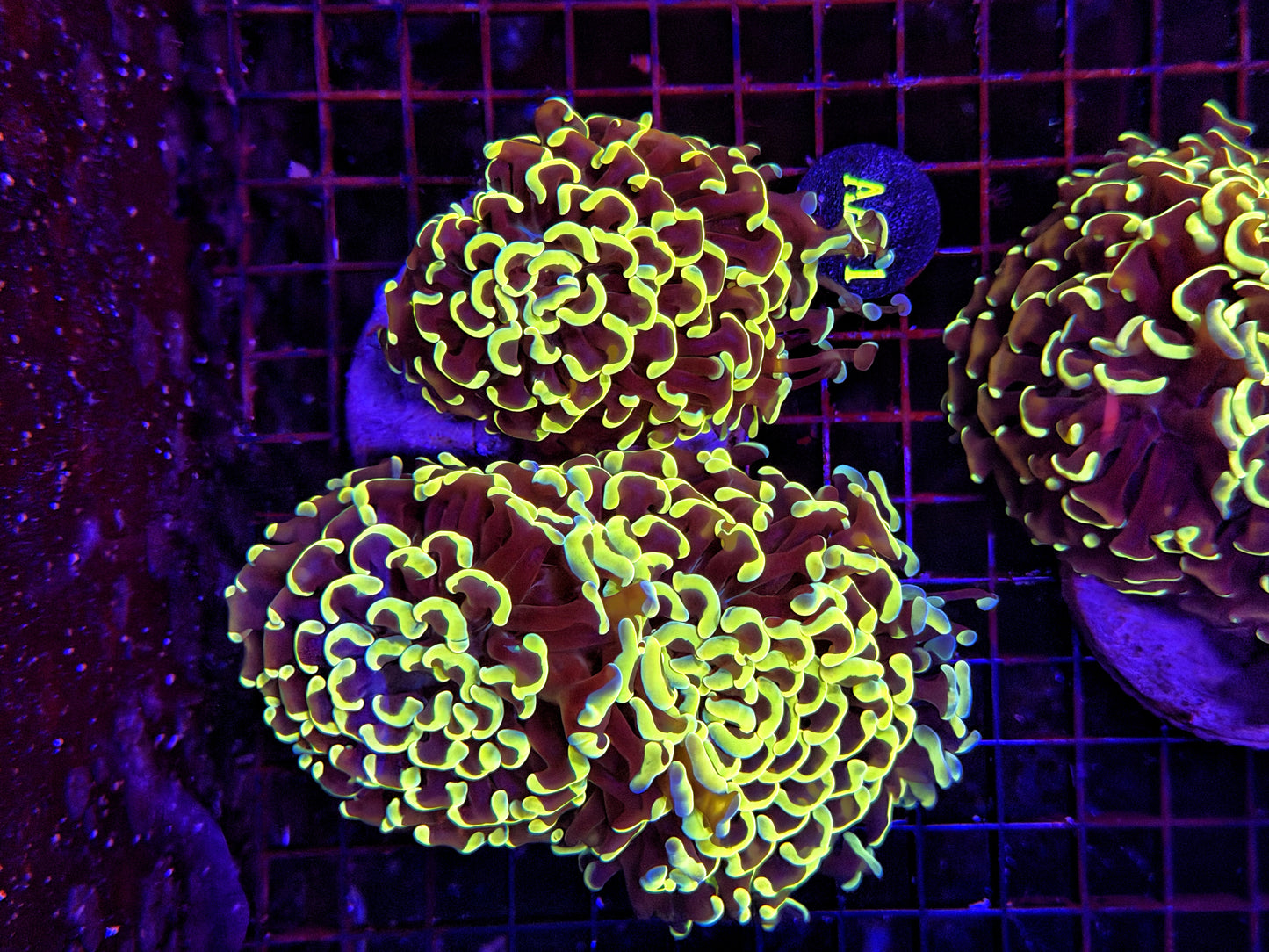 Malay fat head hammer colony