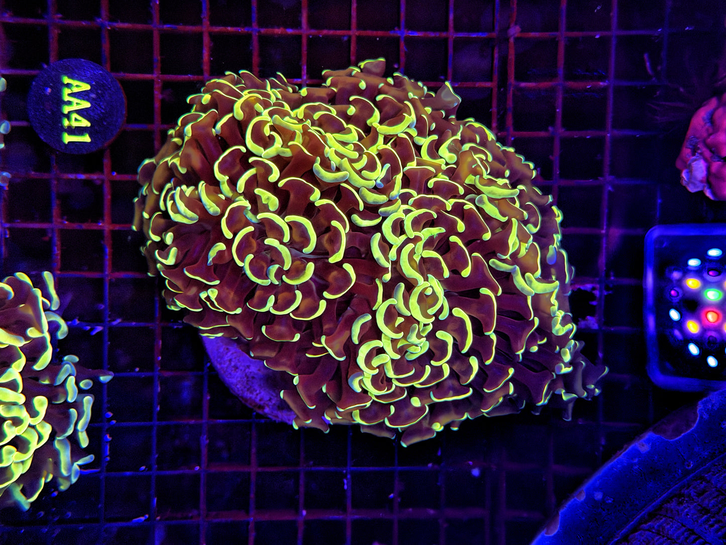 Malay fat head hammer colony