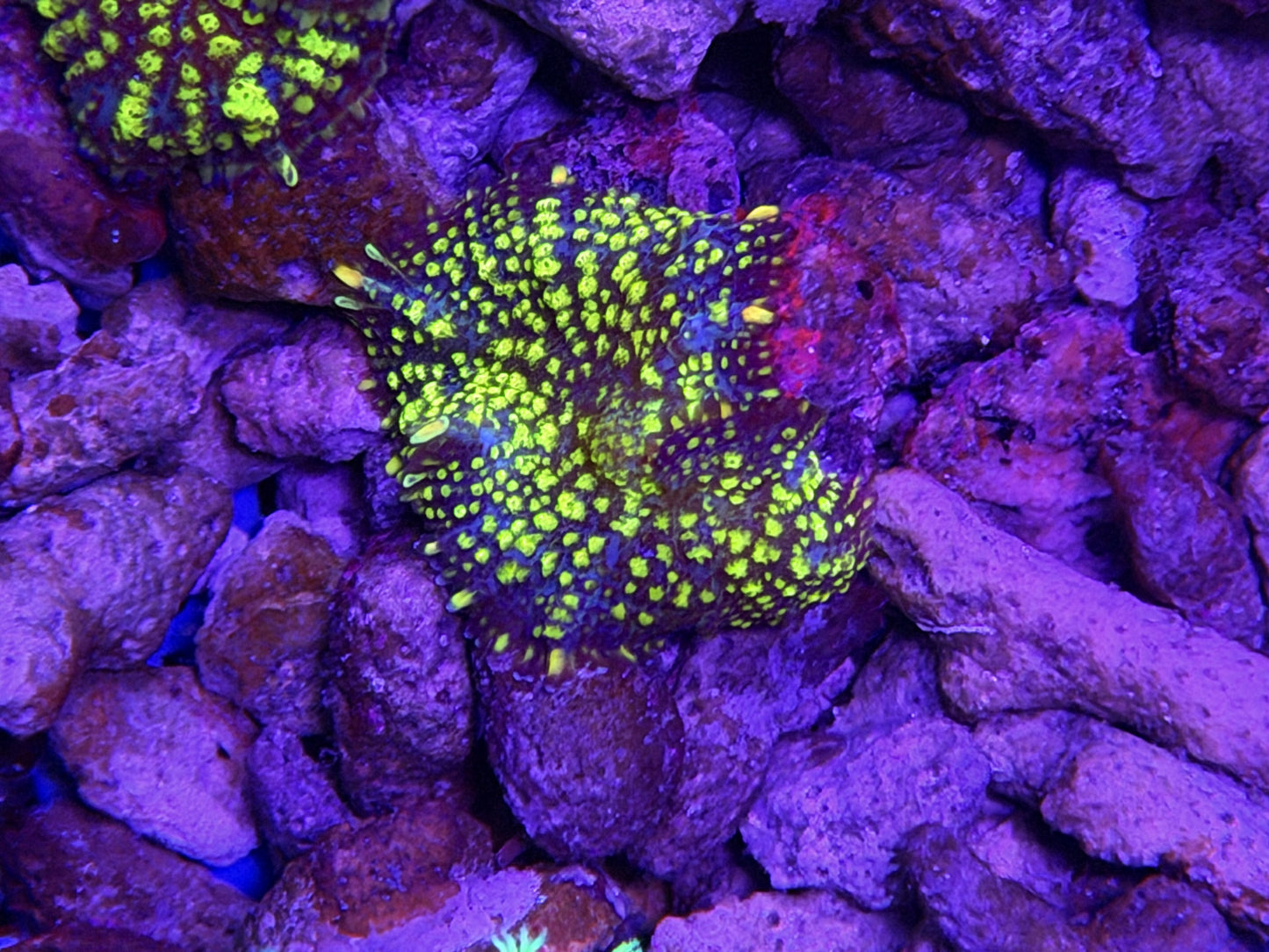 bounce shroom