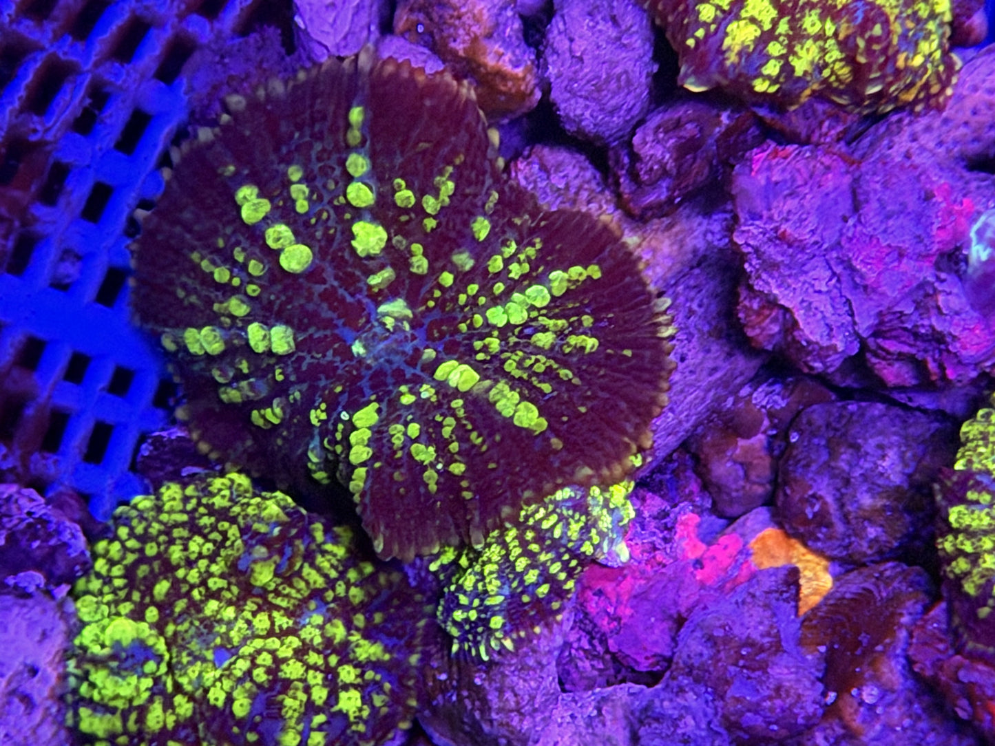 bounce shroom
