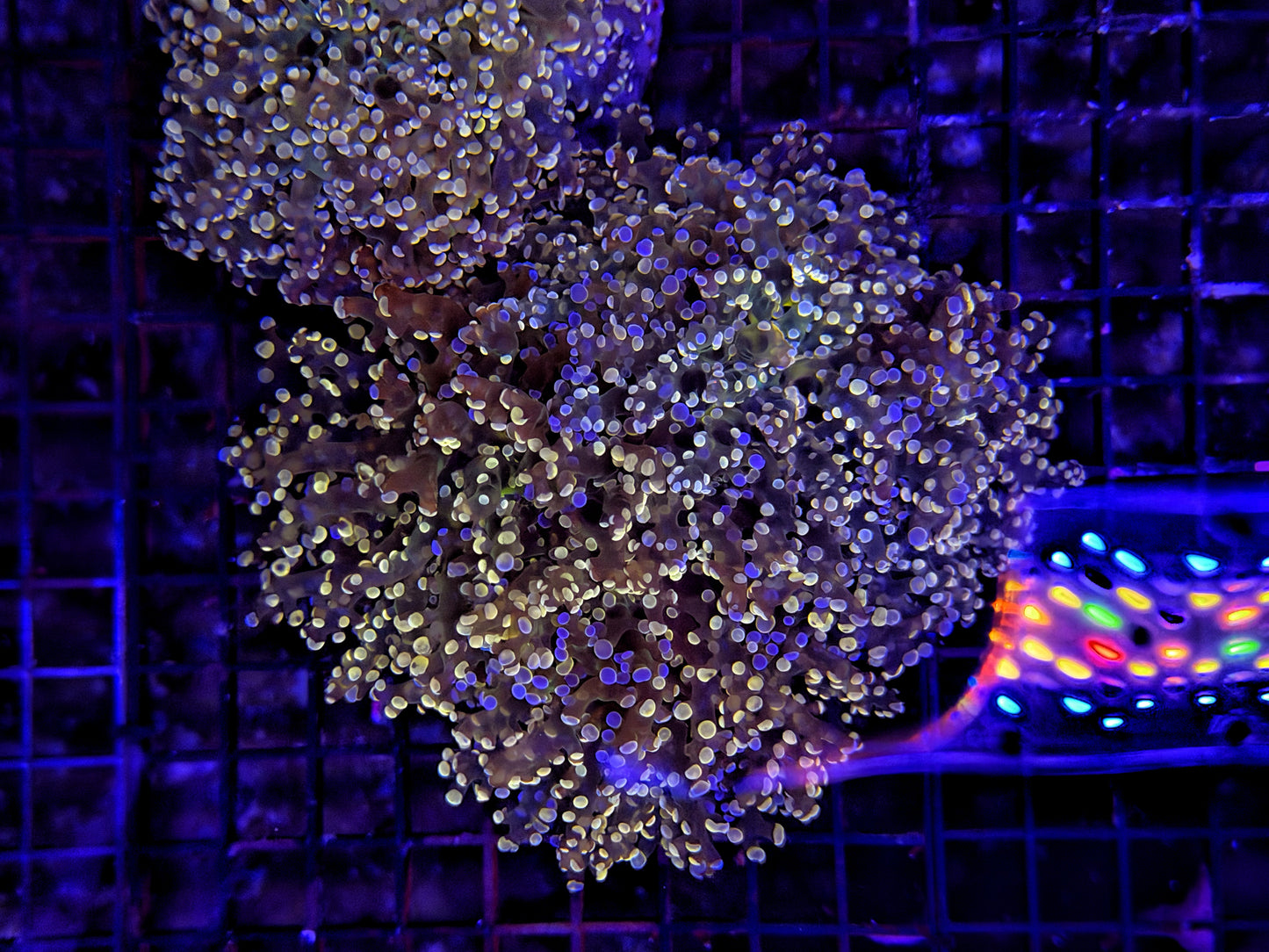 Frogspwan colony (graft tip color)