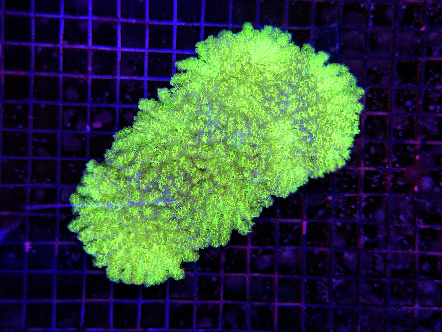 Malay thin noodle frogspawn