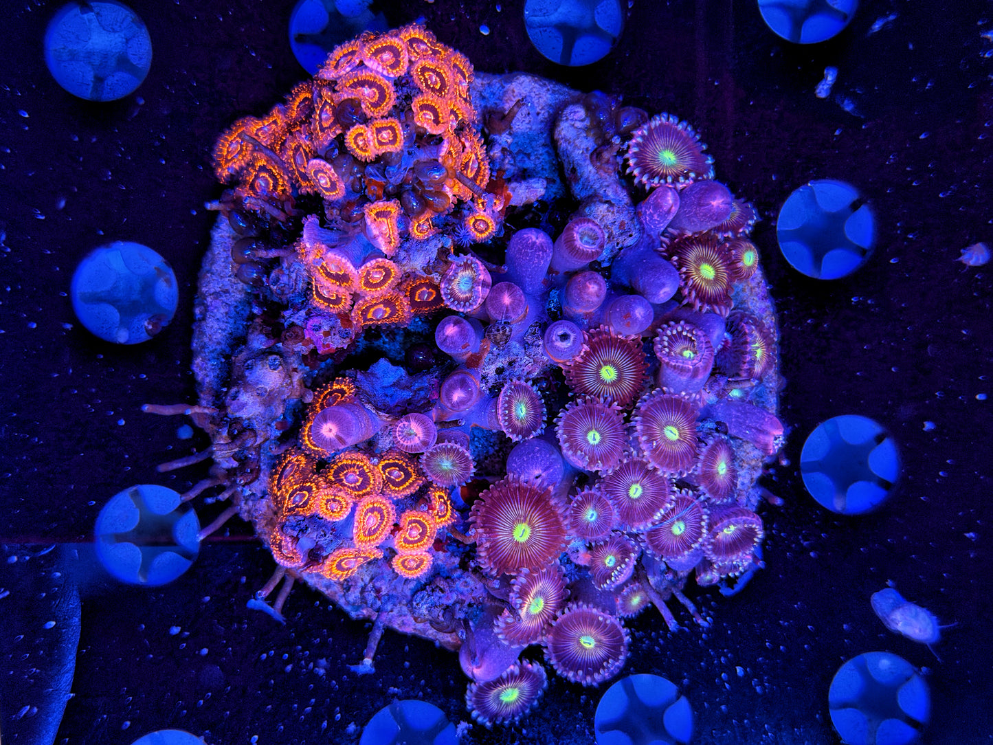 Zoa plate