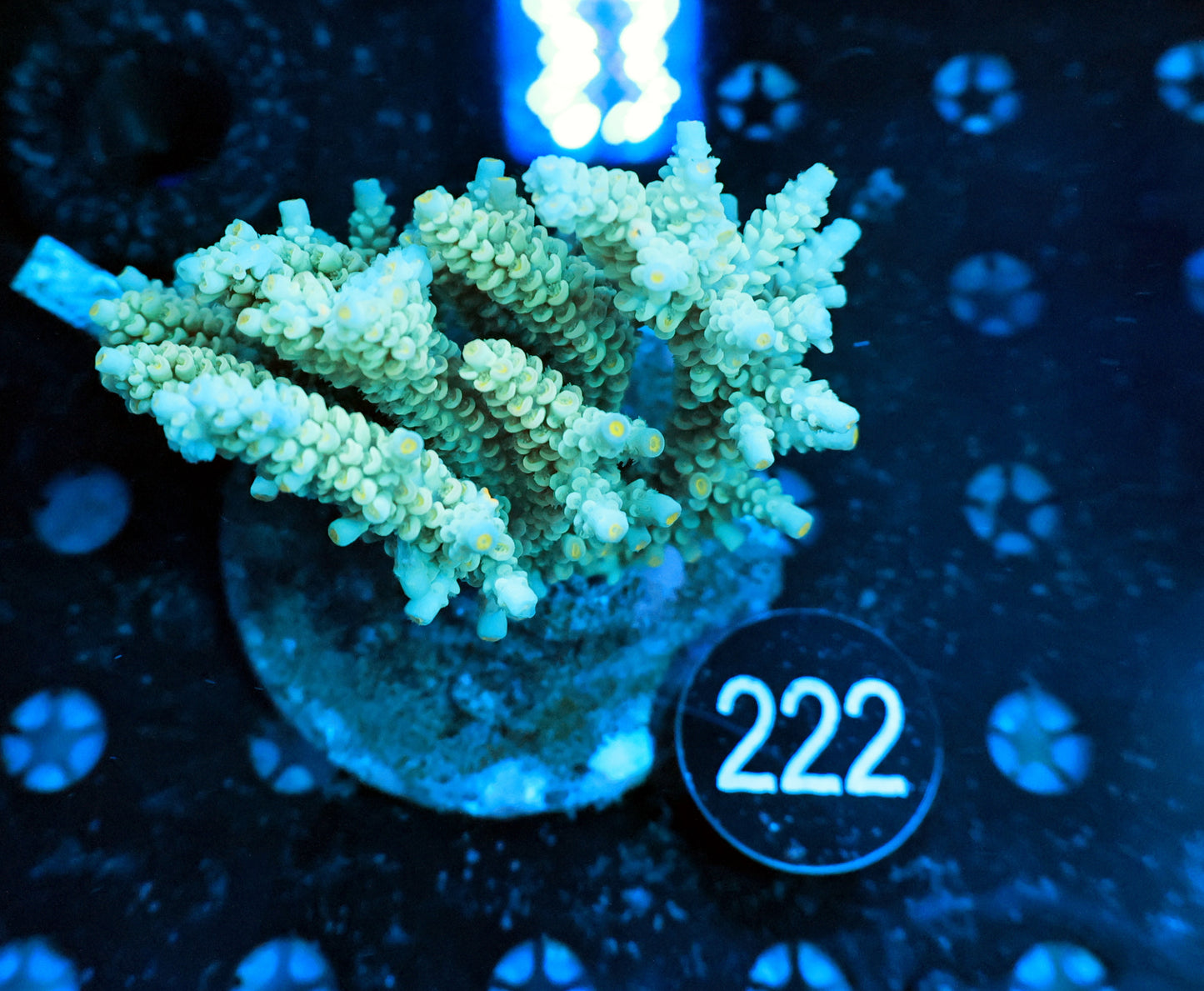 Premium Indo SPS colony