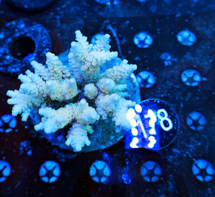 Premium Indo SPS colony