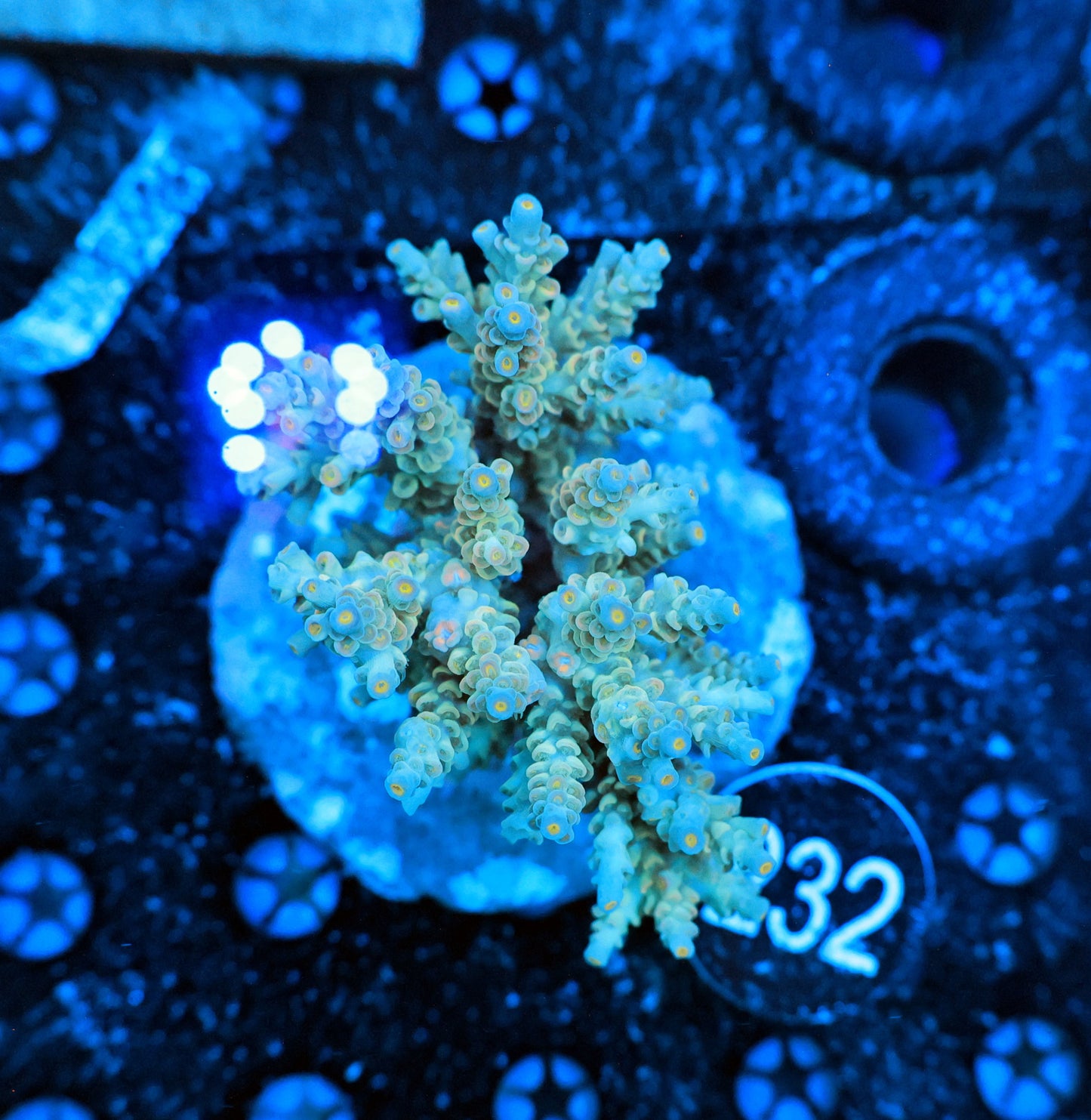 Premium Indo SPS colony  232