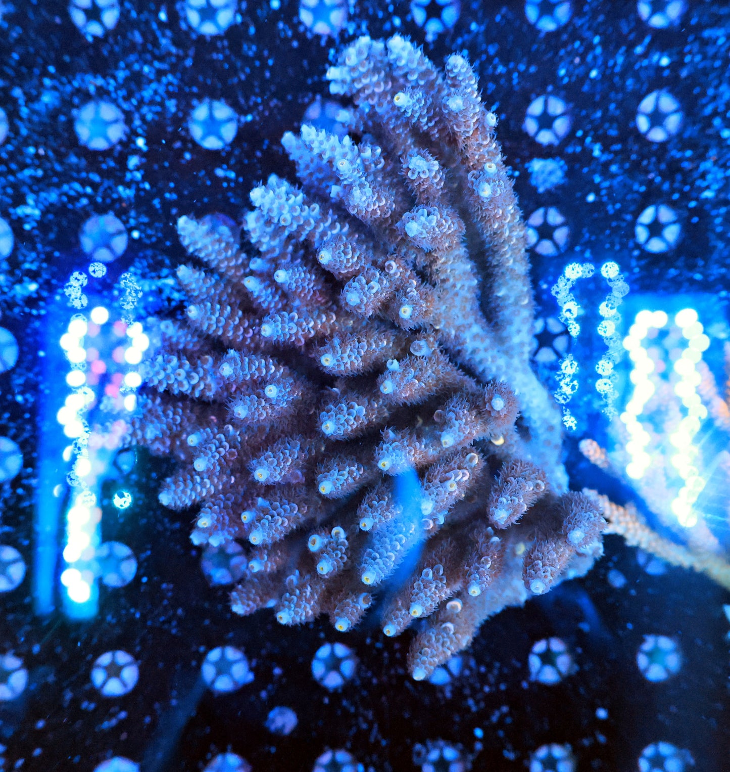 Malaysia SPS colony tenuis