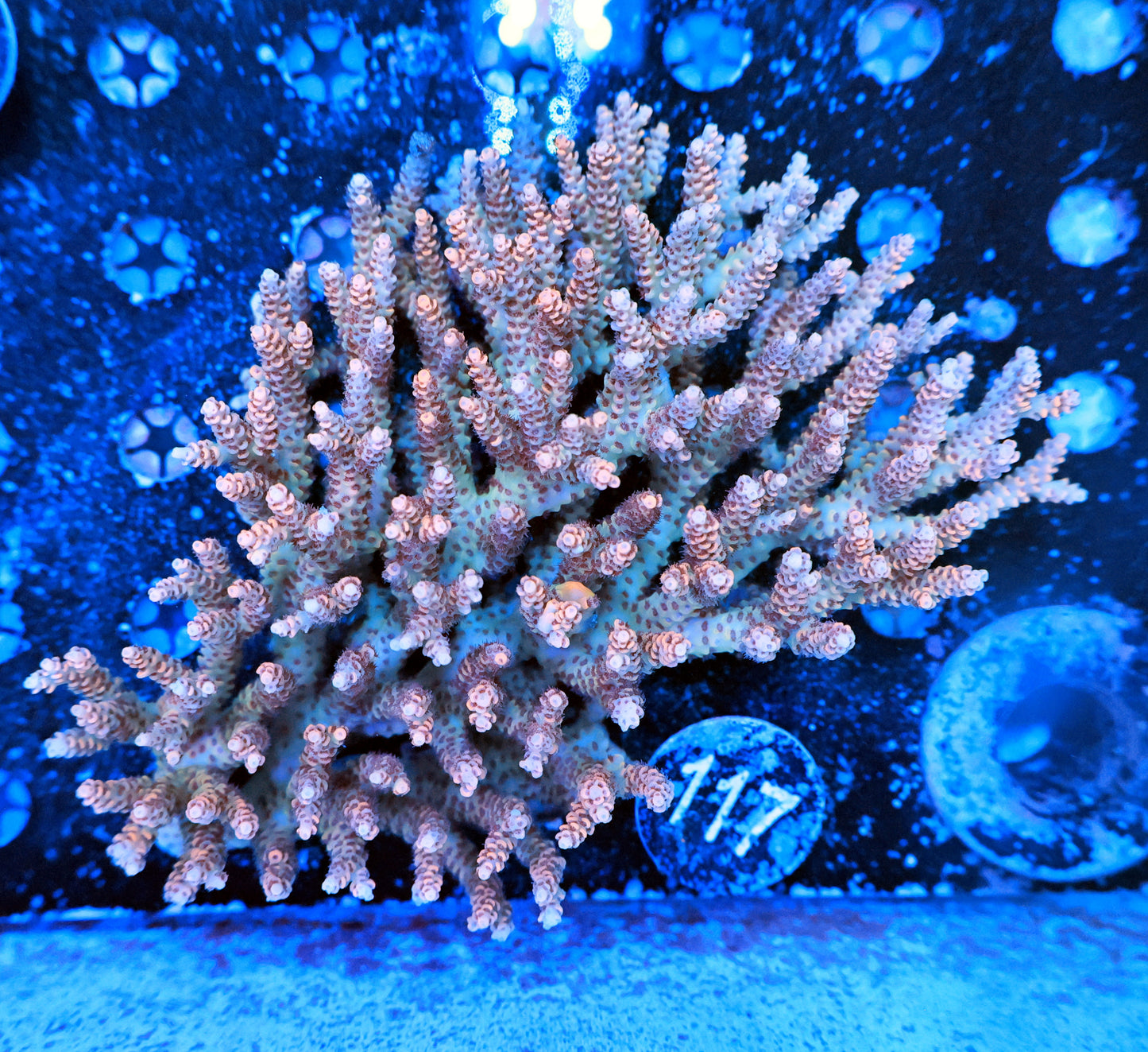 Malaysia SPS colony Selago