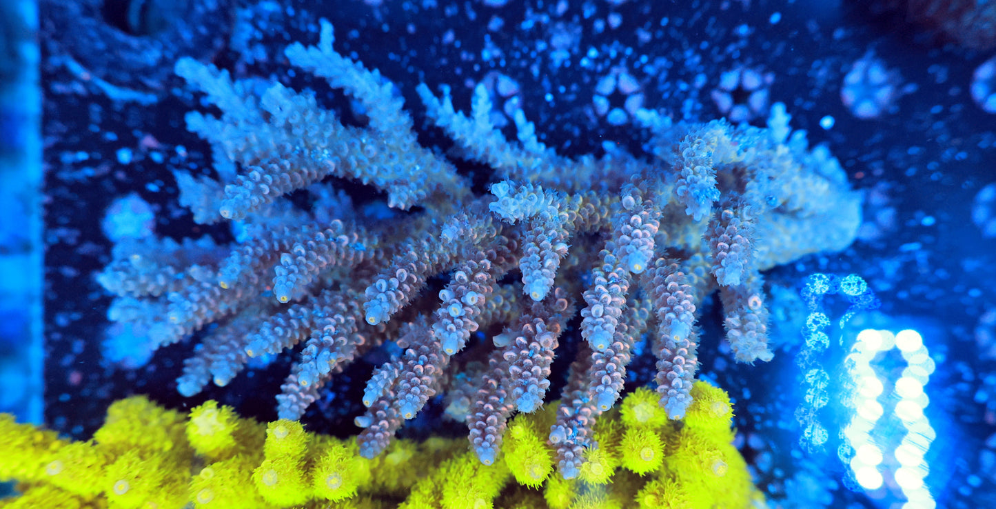 Malaysia SPS colony tenuis