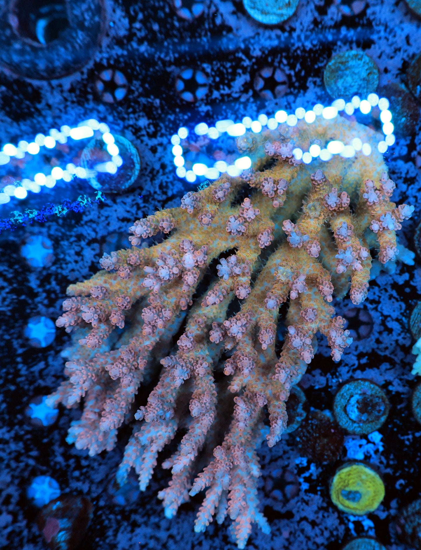 Malaysia strawberry SPS colony