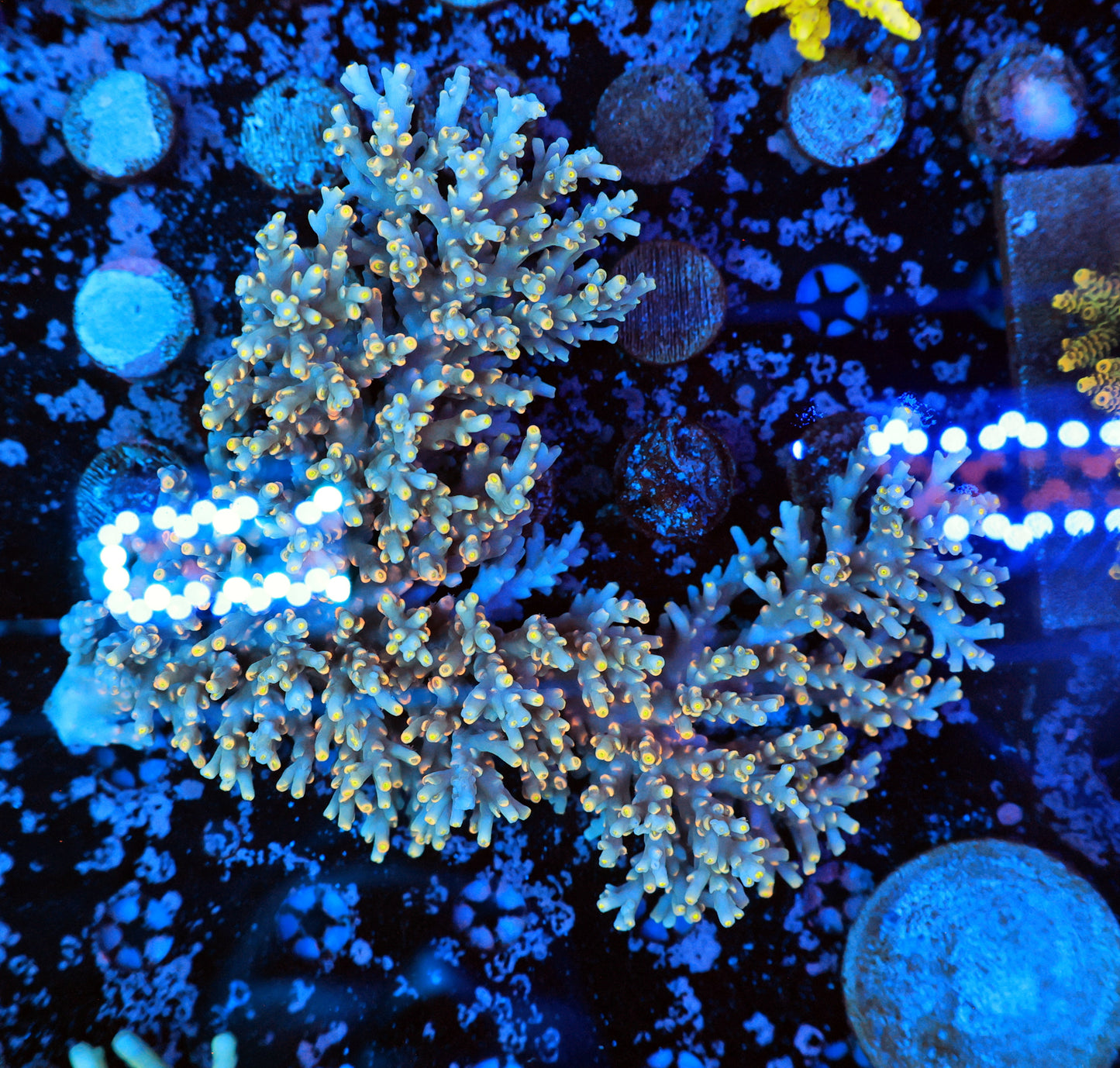 Malaysia SPS colony speciosa