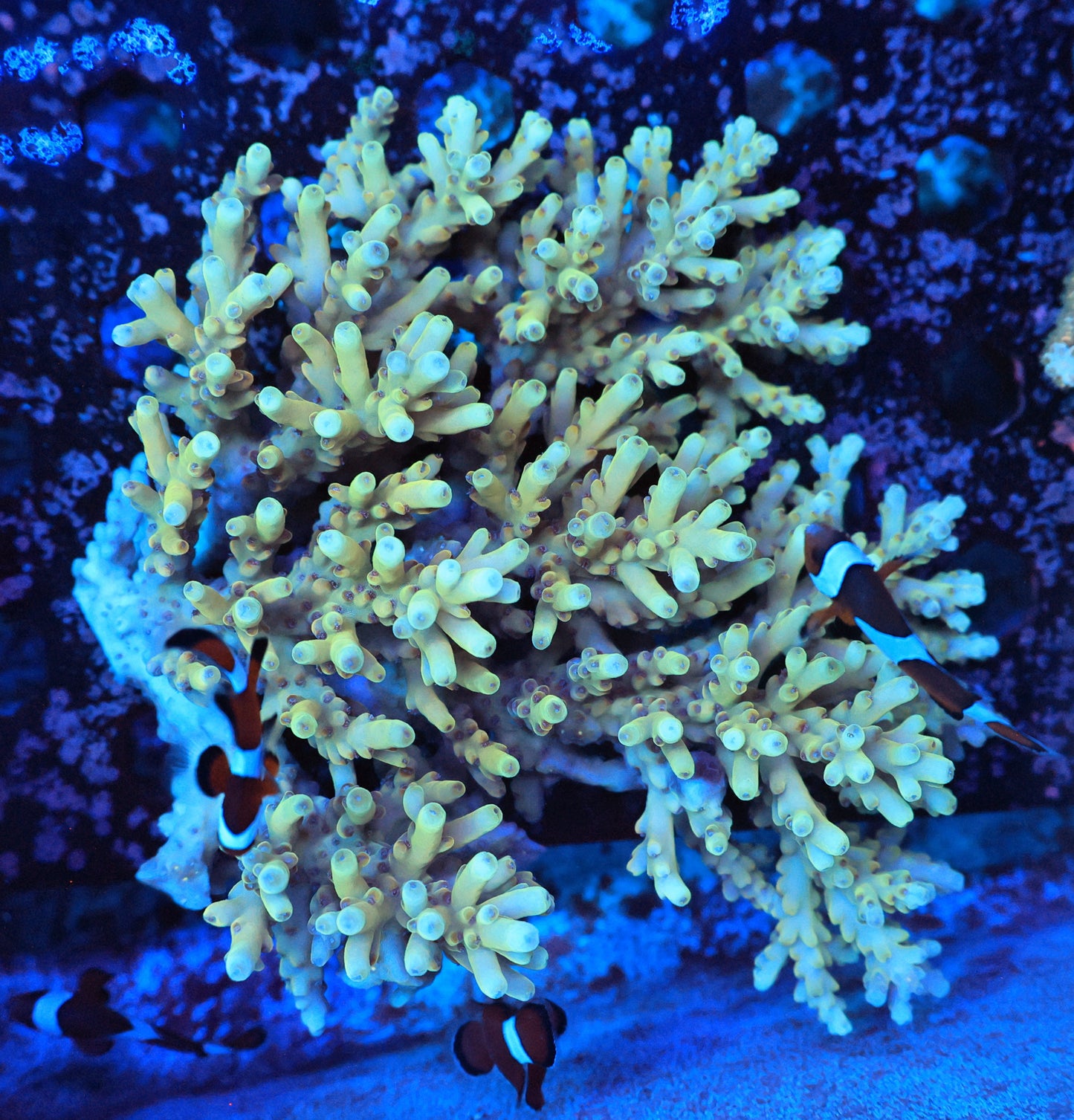 Malaysia SPS colony Lokani XXL