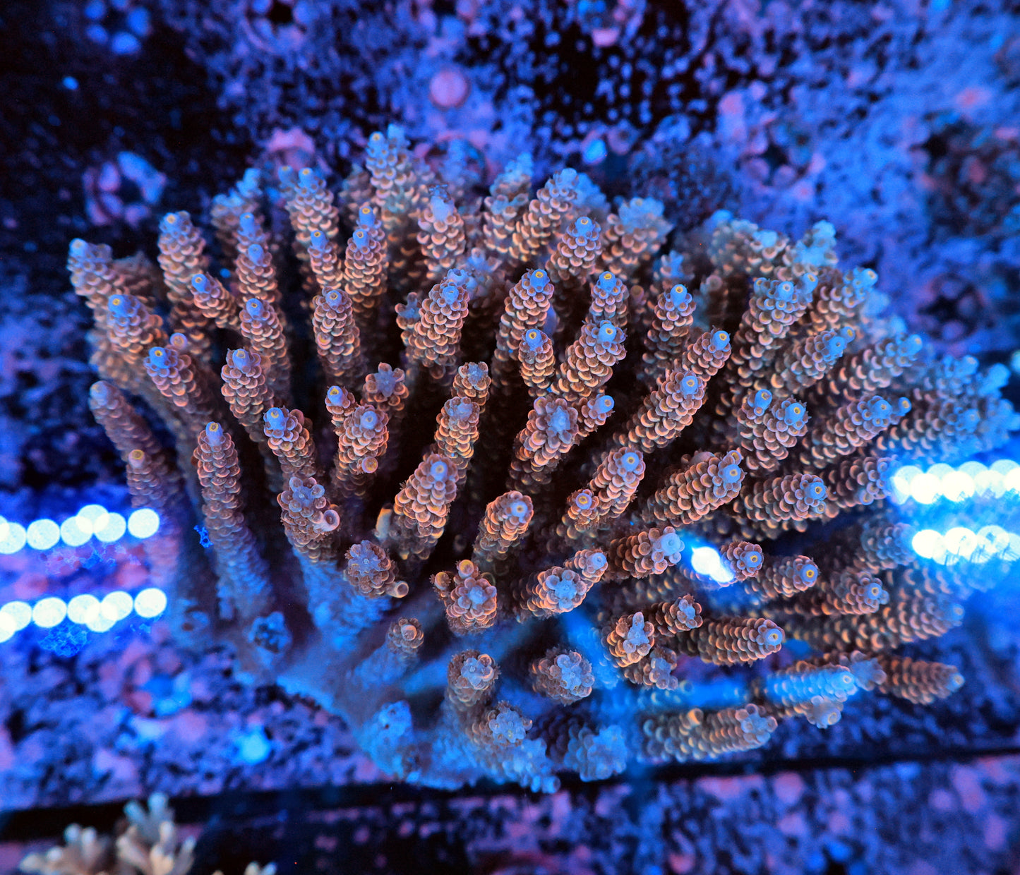 Malaysia SPS colony tenuis