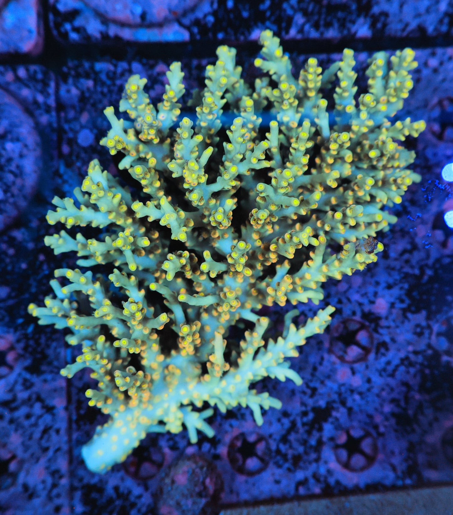 Malaysia SPS colony speciosa