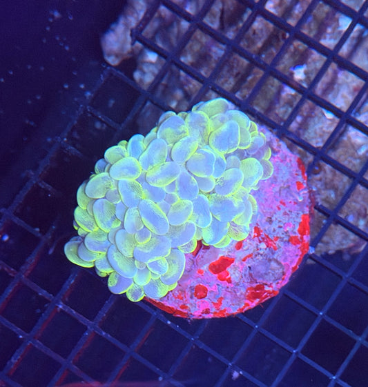 Bubble clearance
