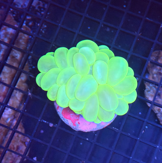 Bubble clearance
